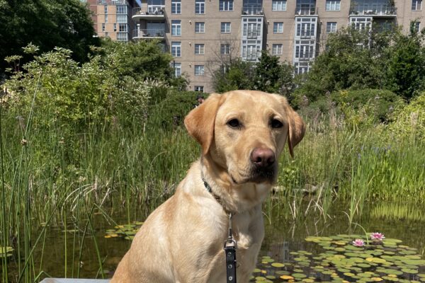 Yellow lab female, Caramel, sits on a dock in front of a small pond with reeds and lily pads