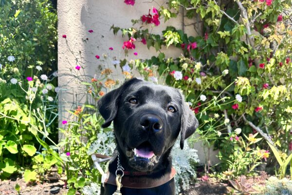 Delilah in harness looking at camera with mouth open in front of wild flowers.