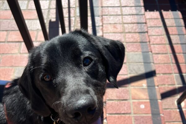 Brindle lab, Dreamy, standing at the top of a set of brick stairs looking up with a big open mouth smile. She is wearing her harness.