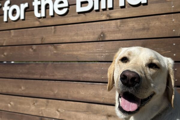 Yellow Labrador Ken is pictured in front of the wooden GDB logo backdrop on the California campus. He has a happy, open mouthed expression.