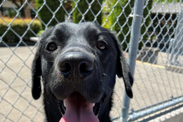 Black lab, Severus, is sitting on a green play structure in the community run area on the Oregon Campus. He is happy as can be and wears a big smile on his face with his tongue sticking out.