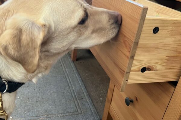 Yellow Lab Venus practicing closing a drawer with her muzzle.
