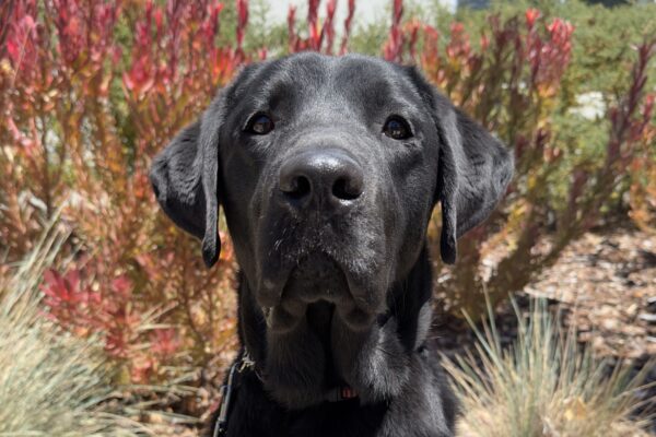 Male black Labrador Woody is pictured on a sunny day on the California campus, sitting with various plants behind him.