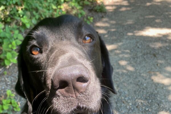 Journey sits on a hiking trail, his nose pointing towards the camera. The sun lights up his beautiful brown eyes.