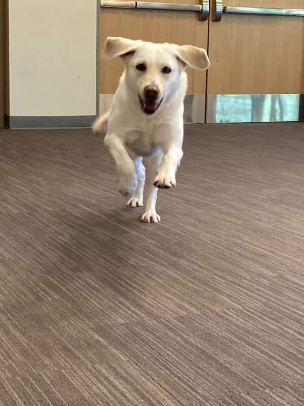 Brooke is running toward the camera in a large, enclosed carpeted room. Her ears are extended and her mouth is open. She is proudly demonstrating her excellent recall skills!