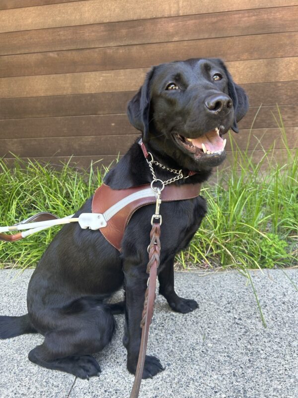 Heirloom is sitting in front of green grass with a wooden fence in the background. She is wearing her harness and smiling over her shoulder at the camera.