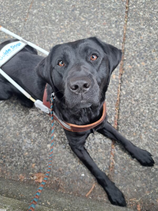 Black Lab (Belaire) lying down in harness. Looking up at the camera.