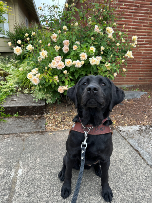 A petite female black lab sits in front of a blooming rose bush. She is wearing her guide dog harness and is looking towards the camera