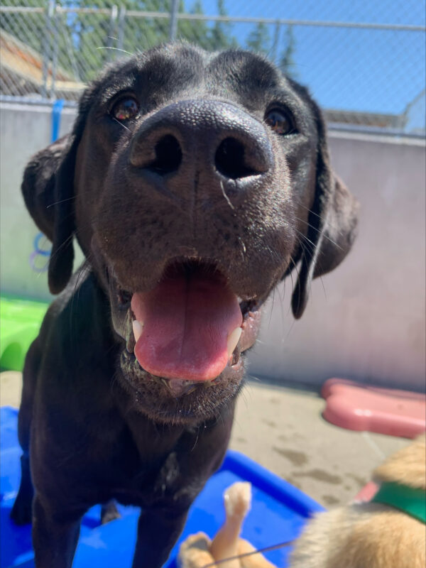 A smiling female black lab stands on a blue plastic play structure in our fenced in community run.