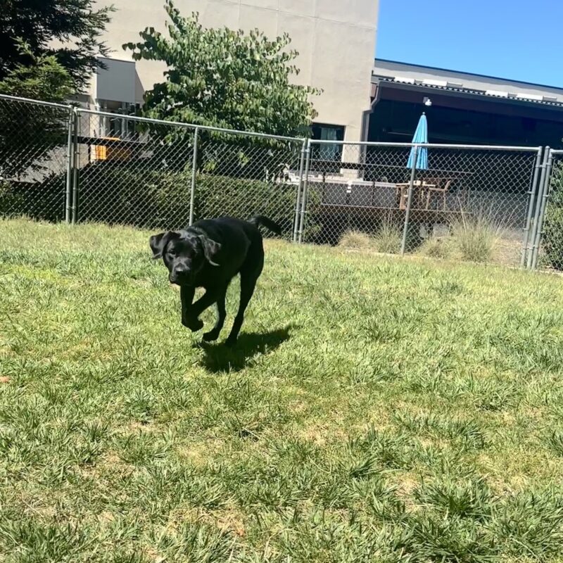 Delilah running towards the camera in a grass yard.