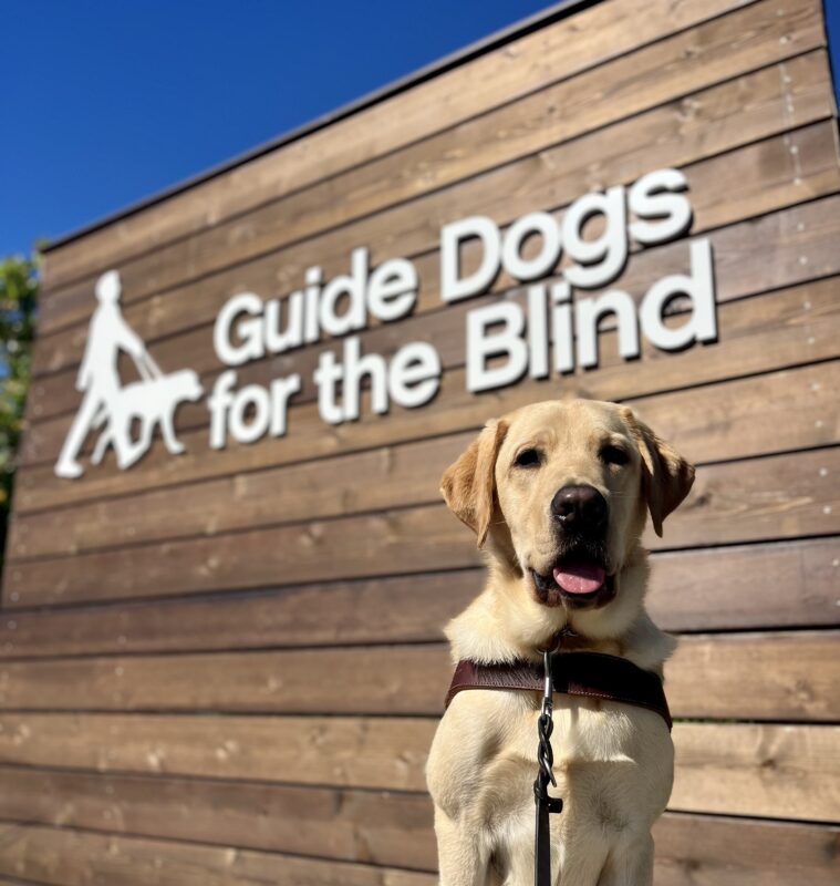 Dean is sitting in harness. Behind him is the Guide Dogs for the Blind logo that is on a wood backdrop.