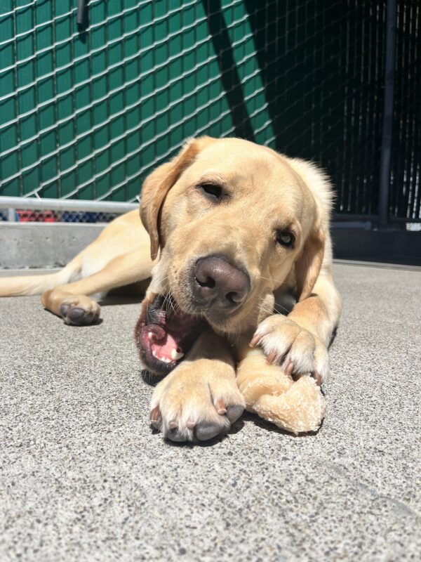 Dean is laying in the sun in community run. He is chewing on a nylabone.