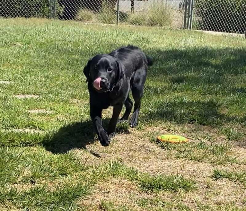 Brady, black lab, caught mid-stride in the grass headed towards the camera.  His tongue is out of his mouth as he was licking his lips.  There is a tug ring just next to him that he was just playing with.