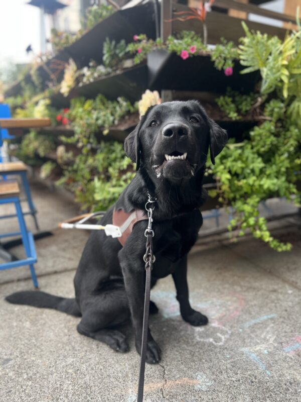 Germaine wears his harness and poses in front of an outdoor patio decorated with a wall of leafy greens, ferns, flowers, and succulents. There are color faded chalk drawings on the sidewalk he sits on. He is looking towards the camera, several of his shiny clean bottom teeth show as they are stuck on his lip.