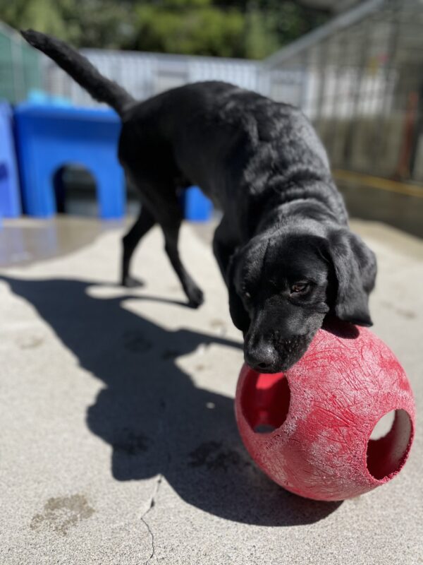 Photo is of black lab male Joel playing in community run with a large blue structure behind him and a red jolly ball in his mouth
