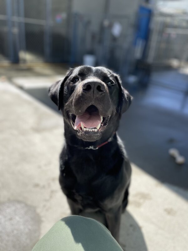 Photo is of black lab male Seger sitting with his mouth open in a wide smile in community run. The bone he had just been playing with is on the ground behind him.