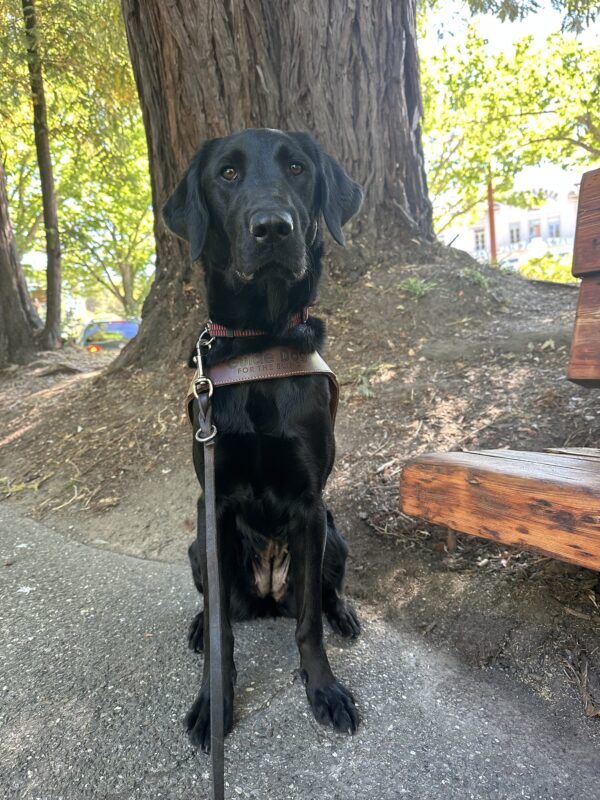 Tahoe is wearing her harness, sitting nicely in front of a large redwood tree. She looks at the camera, her ears are forward and she has a loving gaze in her eyes.