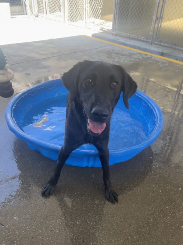 Tahoe is enjoying time cooling off in a kiddie pool. Her back paws are in the pool and her front paws are out. She wears a happy expression on her face.