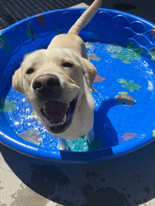 Reno is looking up towards the camera while standing in a blue doggie pool in community run. His mouth is slightly open and looks like he’s smiling.