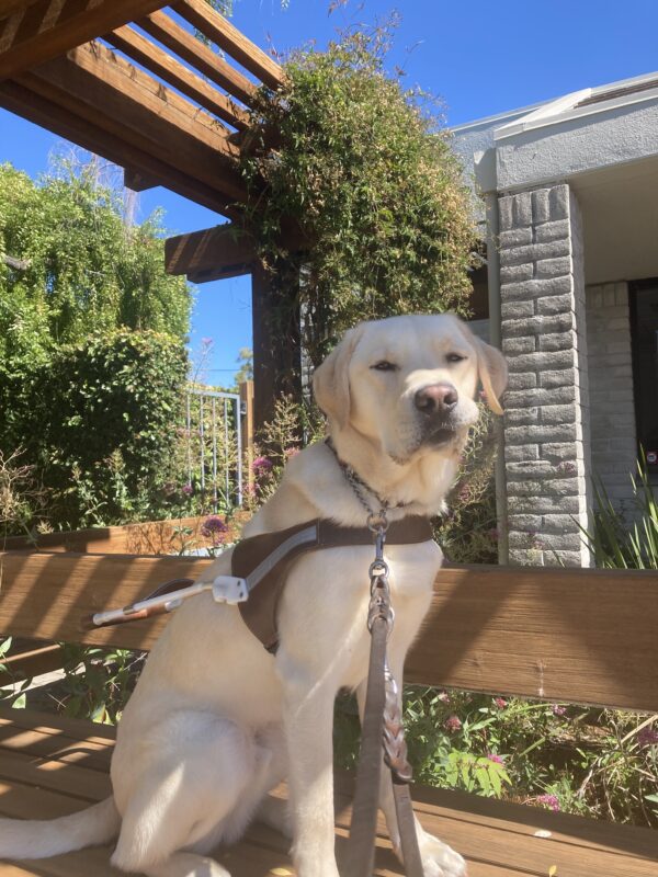 Reno is sitting in harness on a wooden bench. His eyes are slightly squinted and he is biting his left lip.