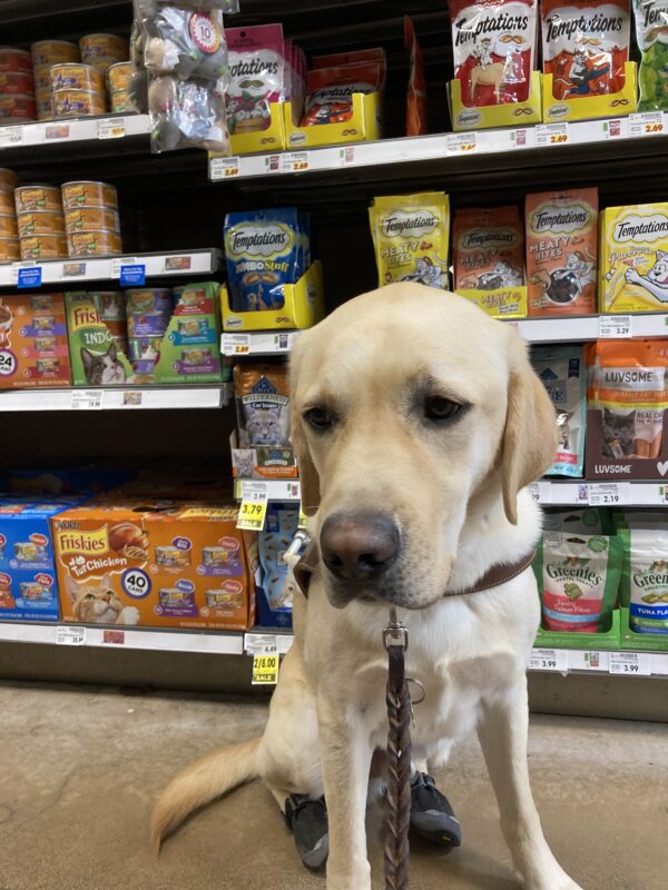 Mario in the grocery store wearing hind booties and sitting in front of a display of cat treats called 