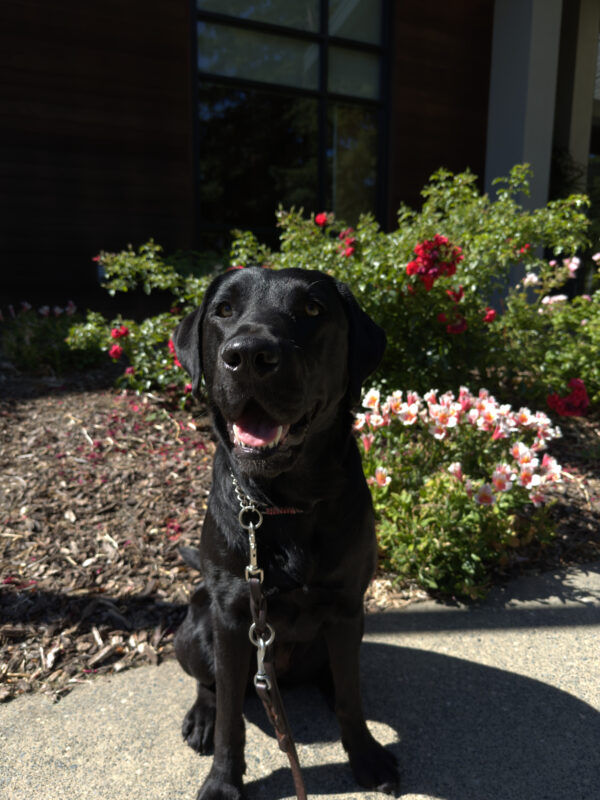 <p>Female black labrador Cello is pictured on a sunny day on the California campus. The sun is highlighting her black coat and there are various shades of pink flowers in the background.</p>