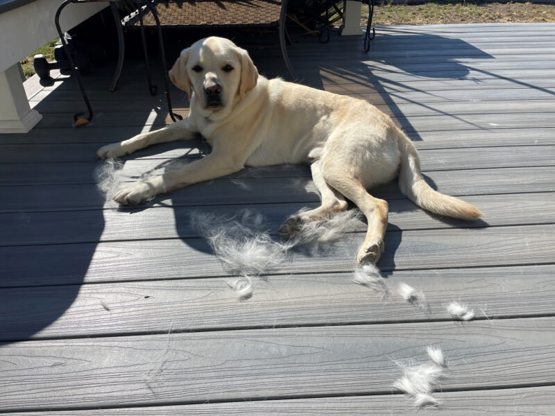 Ambler, a male yellow lab, lays on a wooden deck looking at the camera with a relaxed expression. Scattered on the deck in front of him are balls of hair from his latest grooming session.