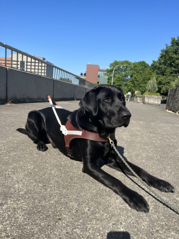 Bexley lays on a concrete path while wearing his brown leather harness.