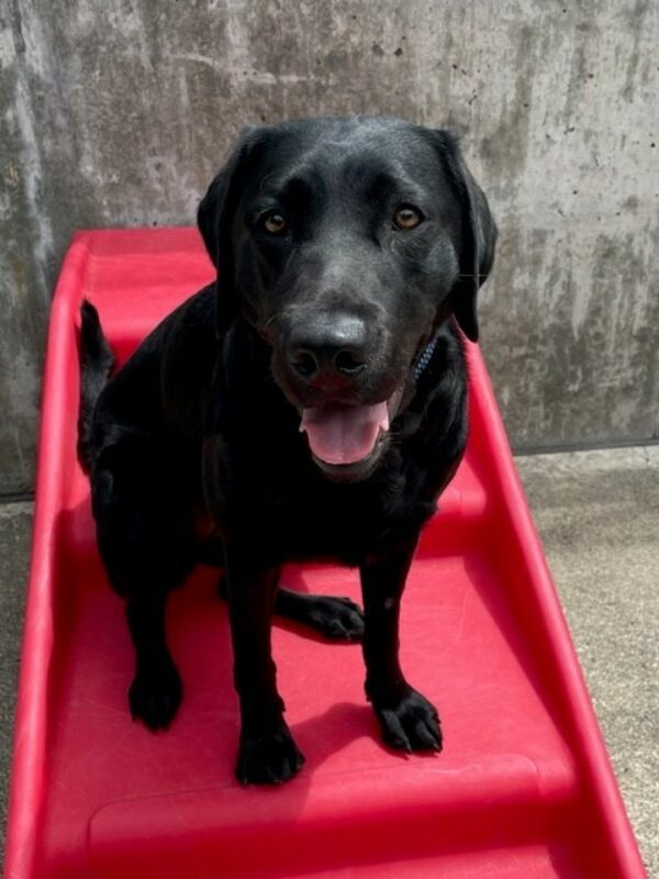 <p>Black Lab Bonifay, sits on a red play structure in community run. She is looking at the camera</p>