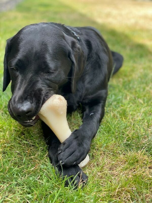 <p>Black Lab Bonifay, is laying in the grass chewing on a Nylabone.</p>