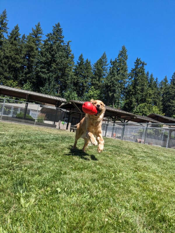 Boone leaps through a wide grassy area with a big smile and an even bigger red Kong in his mouth.