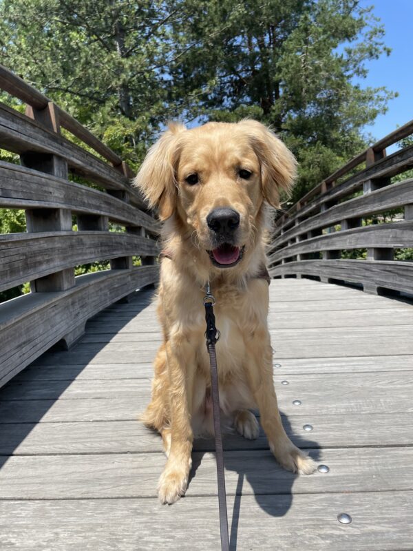 Boone sits in harness on a wooden pedestrian bridge. He's glowing in the sunlight and there are lush green trees in the background.