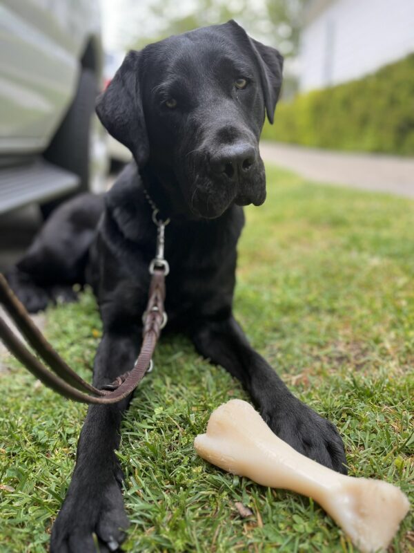 <p>Female black labrador Cello is shown laying down on a grassy patch with a Nylabone at her feet.</p>