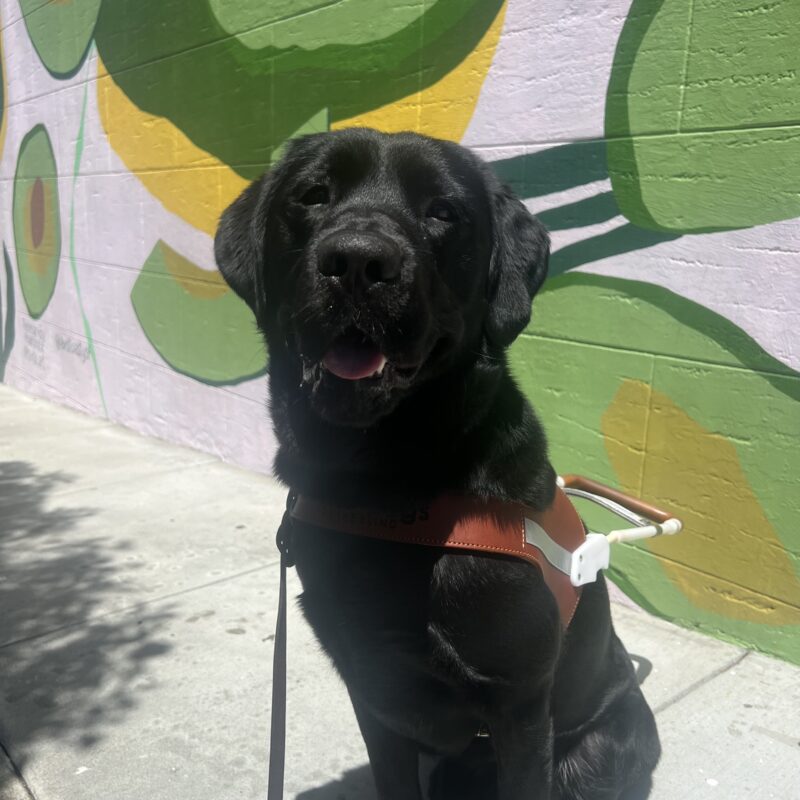 Cosmo sits in front of a painted mural of green and yellow avocados. He is wearing his harness and his mouth is open in a happy smile.