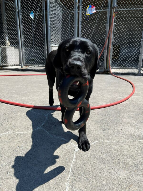 Black lab, Dwayne, is carrying a black tug toy in his mouth and running towards the camera. He in in the community run area on the Oregon Campus.