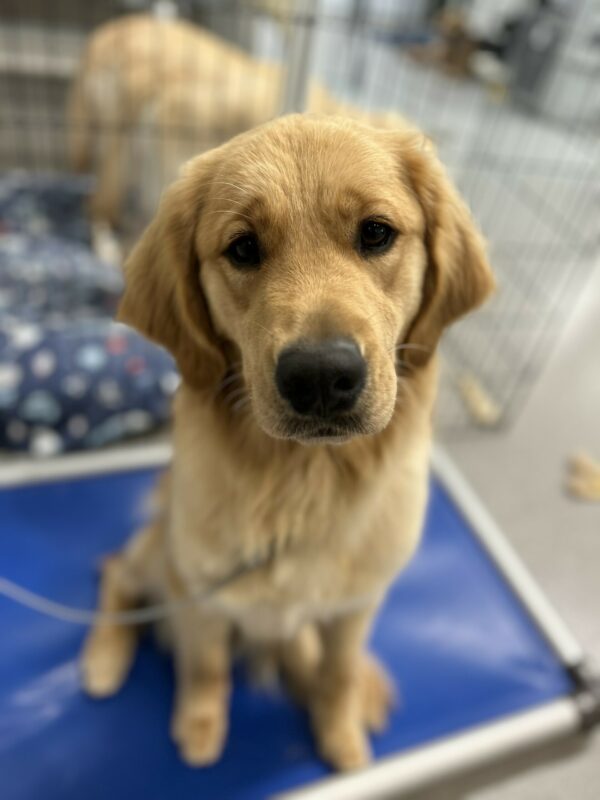 <p>Yellow labrador - golden retriever crossbreed Dandelion is sitting on a kurunda bed in the kennels looking longingly at the camera.</p>