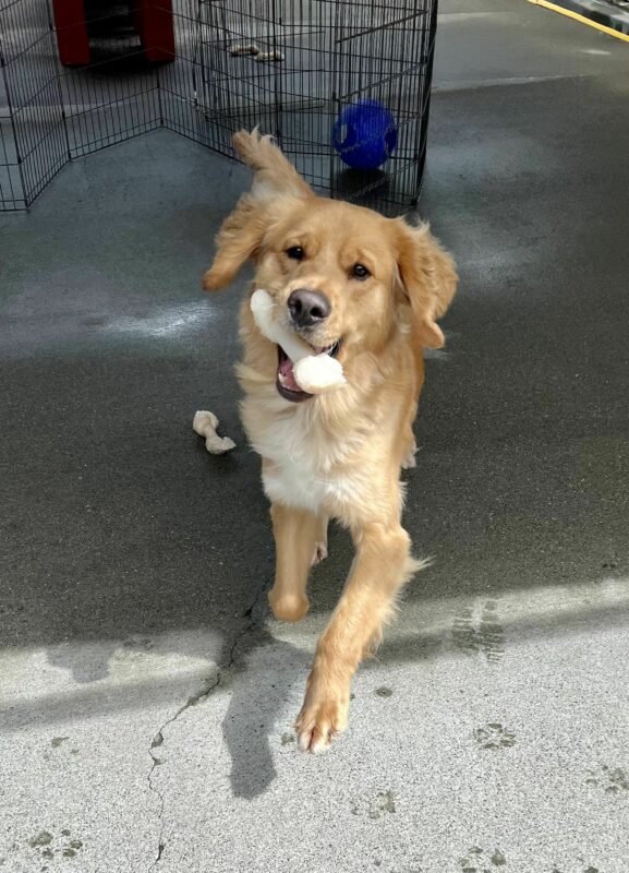 Denver is pictured in the center of our campus kennel community-run area. He is captured mid-trot, moving towards his instructor with a nylabone in his mouth, staring at the camera. He appears joyful and content.