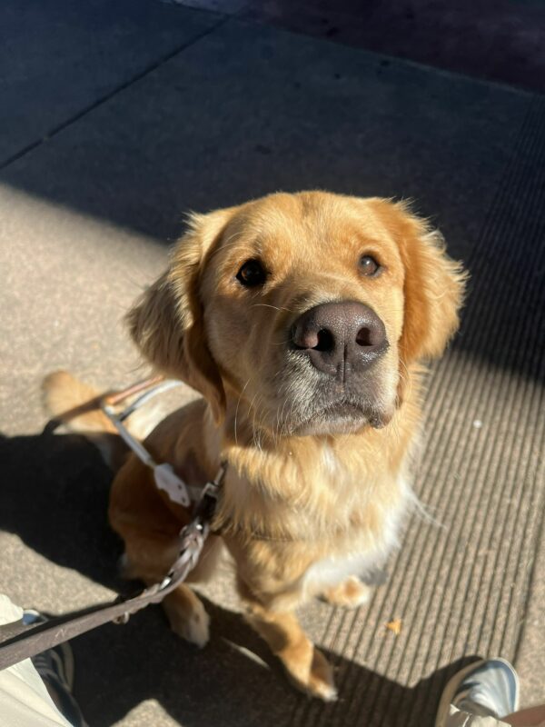 Denver is pictured staring up near his instructor, in harness, as the morning sun shines down on him; highlighting his dark coat and his light brown eyes. He is on the sidewalk by a local cafe.