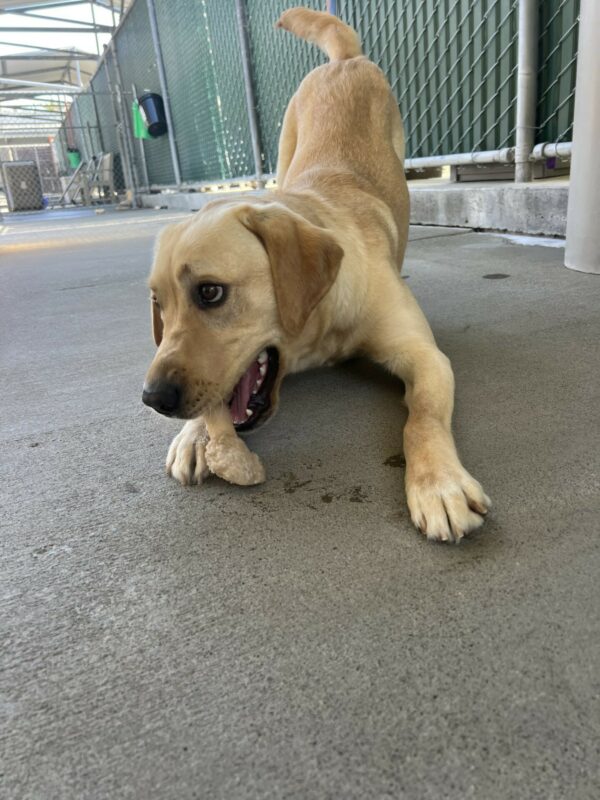 Dino, a male yellow lab, is in a bowing stance with the front half of his body on the ground and his hind end up in the air. He is chewing on a nylabone during community run.