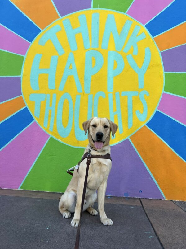 Dino, a male yellow lab, sits in harness with his tongue out. In the background is a brightly colored mural which says 