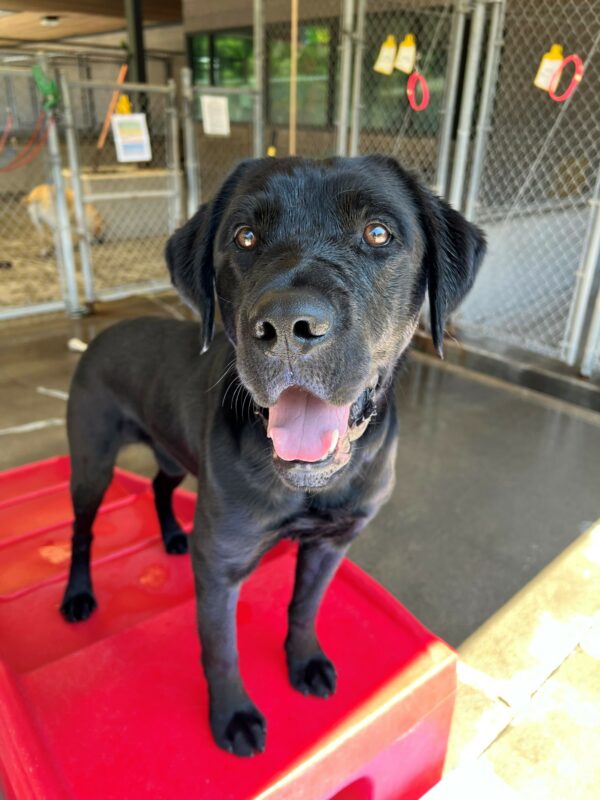 <p>Dwayne, a large male black lab, is standing proudly on a red play structure.  He is in the community run area on the Oregon Campus.  He is a little wet from playing in the pool!</p>