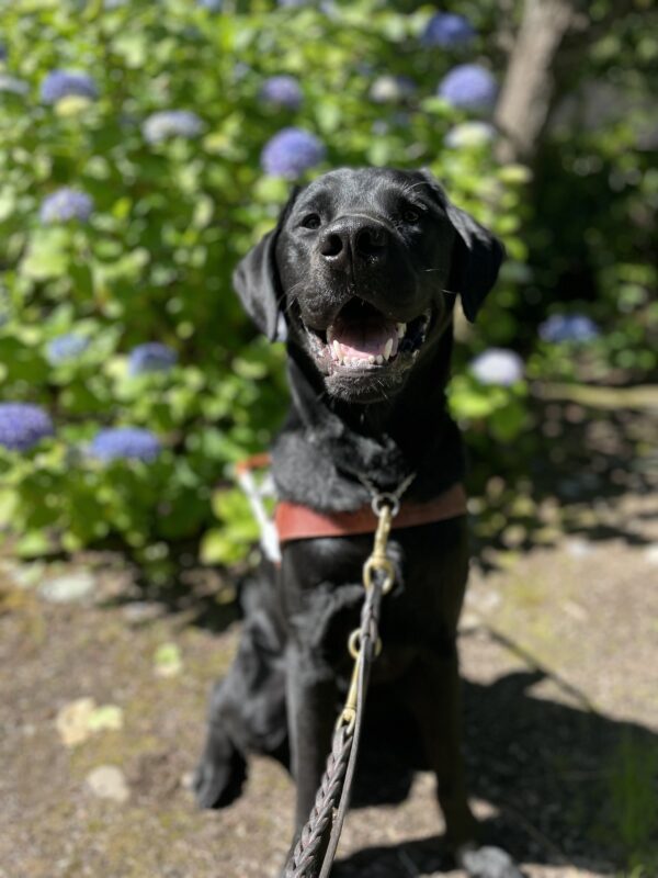 Black Labrador, Ergo, sits happily in front of a bush with blue flowers in his harness. He has his mouth open in a smile.