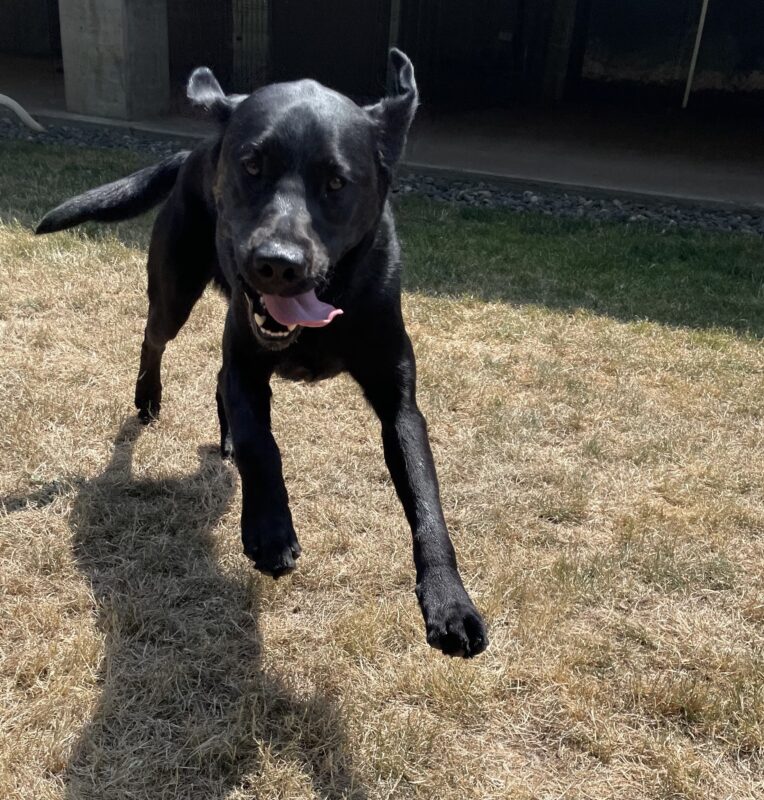 Black Labrador, Ergo, runs towards the camera goofily in a grass paddock. His front legs are out in front of him, tongue hanging out the side of his mouth, and his ears flapping in the wind.