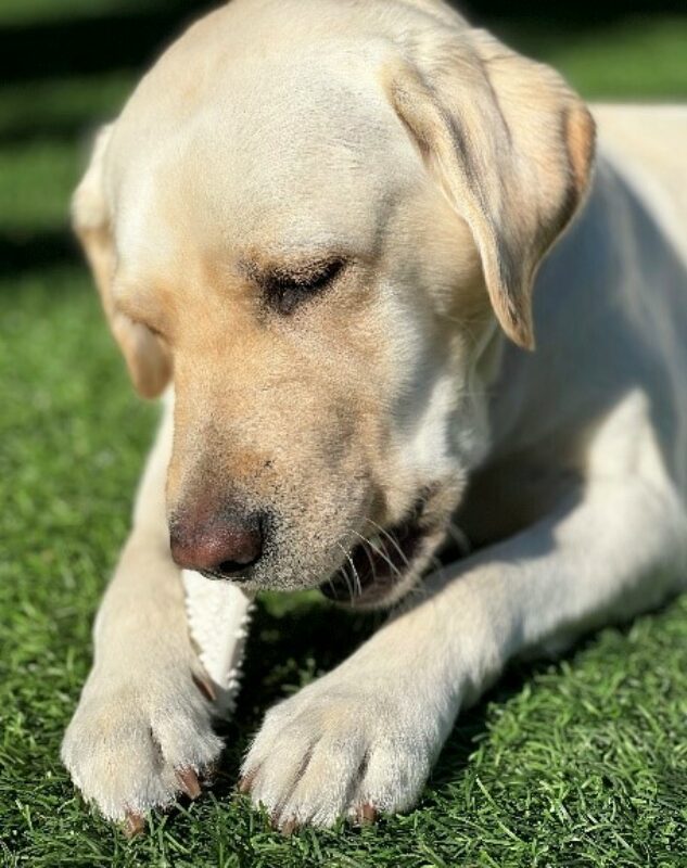 Yellow Lab Gadget happily chews a Nylabone while lying in the green grass.