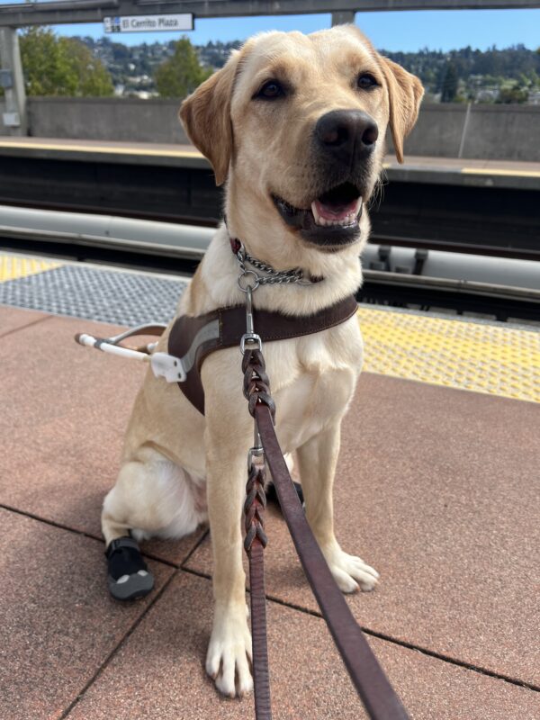 Gran is wearing her guide dog harness and a pair of black and grey booties on her back paws. She is sitting on a train platform and looking into the camera. In the background is the BART tracks and a sign that says 