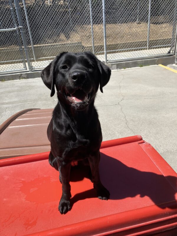 Rosa, a female black Labrador Retriever sits on a red play structure during community run. She is gazing at the camera with her mouth slightly open.