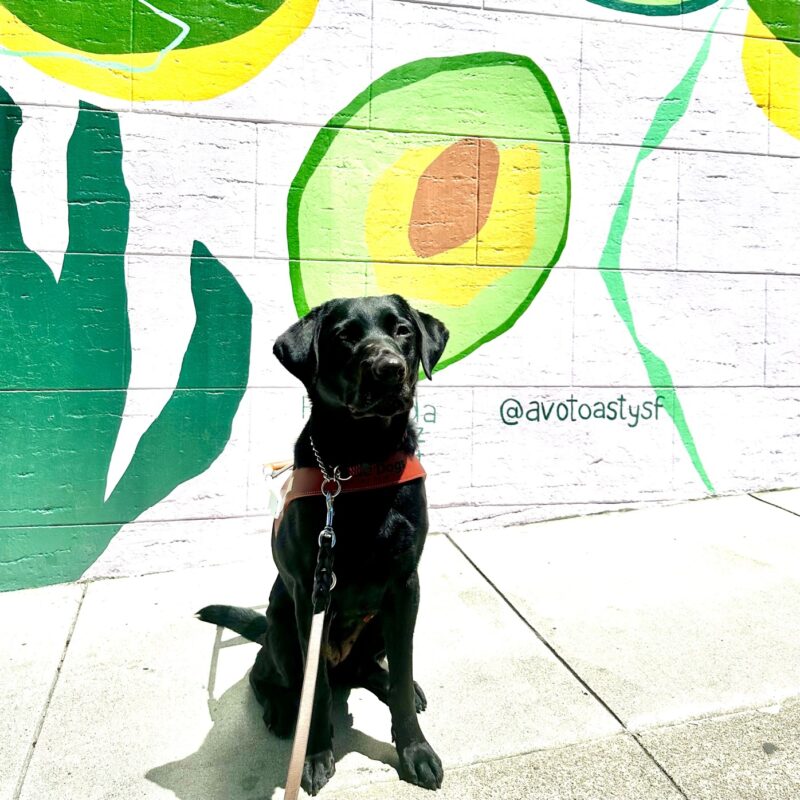 Wendy, a female black Labrador, sits in harness in front of an avocado mural. She is looking slightly to the right of the camera with the sun shining on her face.