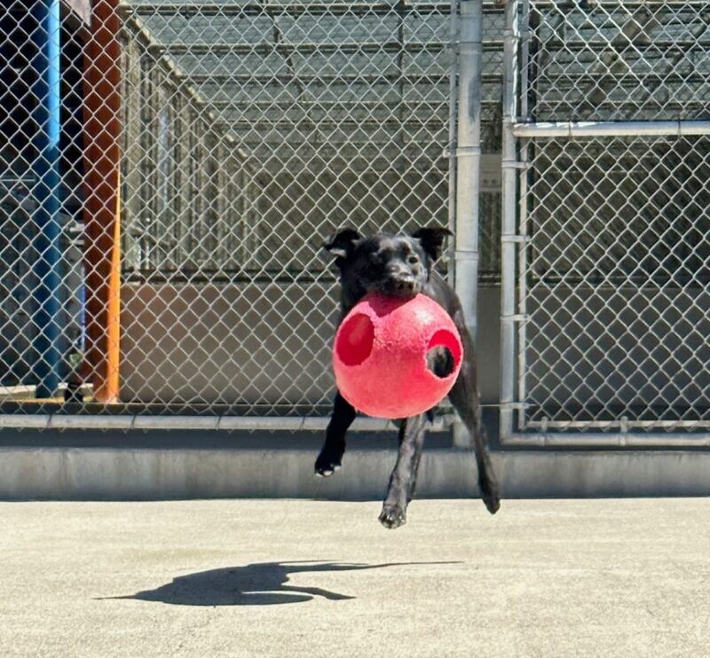 Wendy, a female black Labrador, is pictured defying the laws of gravity as she launches from the ground holding a Jolly Egg in community run.