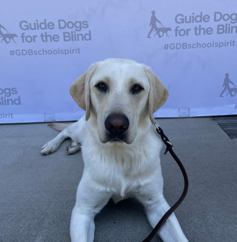 A pale white lab lays on concrete in front of a backdrop with the Guide dogs for the Blind logo and text reading '#GDBschoolspirit'
