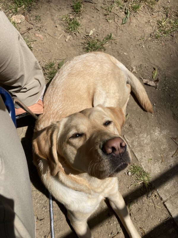 Grateful, a female Yellow Labrador Retriever, is laying very closely next to her handler, looking up toward the camera. Her eyes are squinting due to the sun bright light